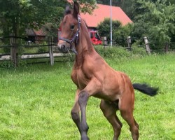 foal by Concienciado (Holsteiner, 2024, from Clarimo Ask)