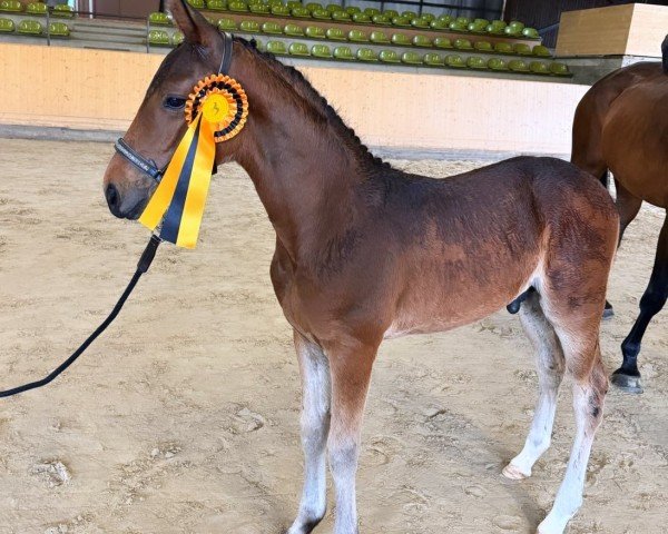 foal by Nabucco (German Sport Horse, 2024, from Narcing)