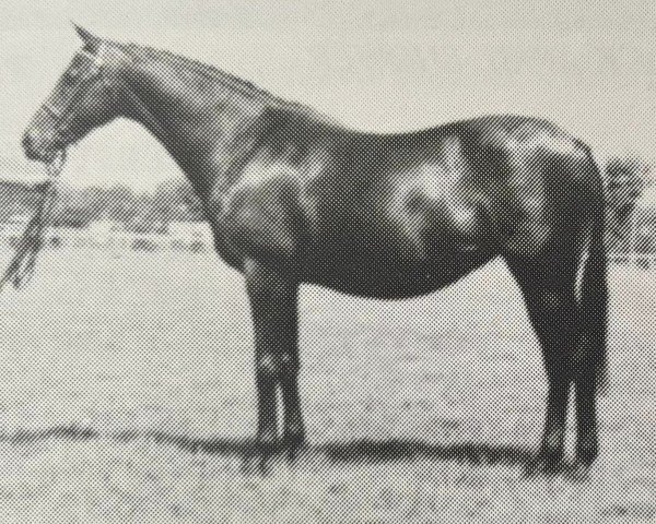 Zuchtstute Cratfield Fairy Doll (British Riding Pony, 1978, von The Laird)