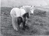 broodmare Foxlease Danelly (New Forest Pony, 1937, from Emery Dan)