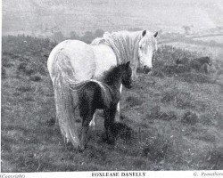 Zuchtstute Foxlease Danelly (New-Forest-Pony, 1937, von Emery Dan)