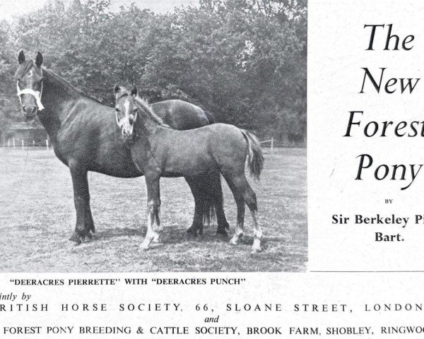 Zuchtstute Deeracres Pierrette (New-Forest-Pony, 1940, von Forest Horse)