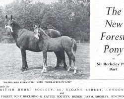 Zuchtstute Deeracres Pierrette (New-Forest-Pony, 1940, von Forest Horse)