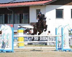 jumper Zartos du Chene (Swiss Warmblood, 2012, from Zambesi TN)