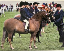 stallion Nefydd Sionyn (Welsh-Pony (Section B), 1975, from Brockwell Chuckle)