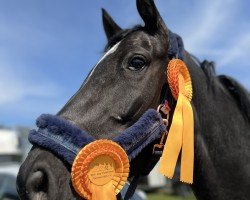 jumper Taff Cockie (German Sport Horse, 2016, from Taalex)