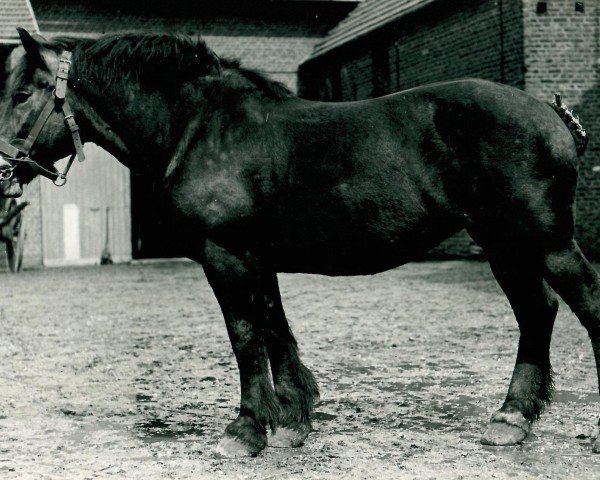 broodmare Latorza (Rhenish-German Cold-Blood, 1917, from Midas III)