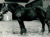 broodmare Latorza (Rhenish-German Cold-Blood, 1917, from Midas III)