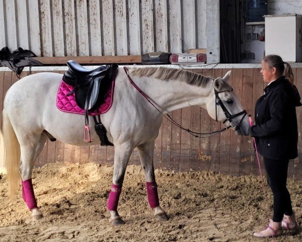 dressage horse All Ladies Love Him (German Warmblood, 2010, from Noah)