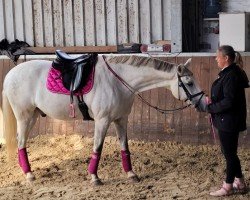 dressage horse All Ladies Love Him (German Warmblood, 2010, from Noah)