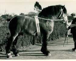 stallion Xeno von Holzweiler (Rhenish-German Cold-Blood, 1929, from Quis von Geretzhoven RS 906)