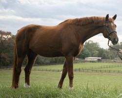 horse Chico (Czech Warmblood, 2015, from Russel)