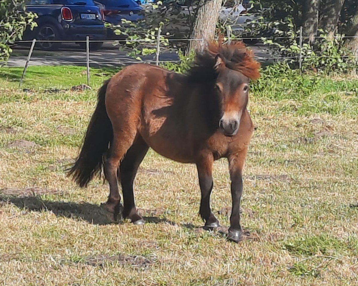 horse Wiara (Jara) (Shetland Pony, 2023, from Esteban van de Zandkamp)