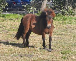 Pferd Wiara (Jara) (Shetland Pony, 2023, von Esteban van de Zandkamp)