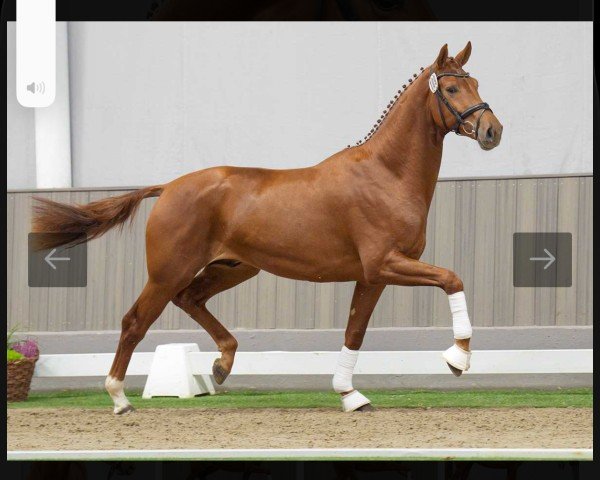 dressage horse E us Fiderwolke (Westphalian, 2022, from Escolar)