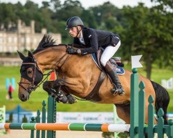 stallion Union Jack (Hanoverian, 2012, from Bonne Chance)