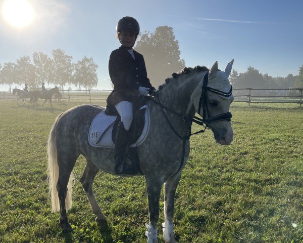 Springpferd Llanarth Cello (Welsh Pony (Sek.B), 2017, von Breeton Dai)