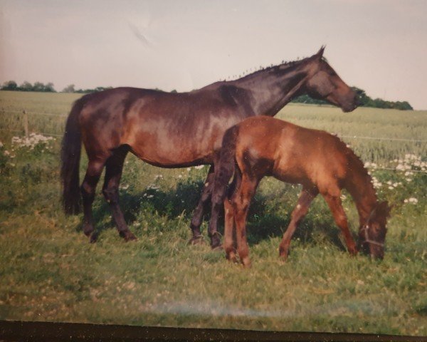 Zuchtstute Schallnote (Trakehner, 1978, von Solist)