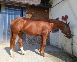 dressage horse Didier Imbole (German Sport Horse, 2015, from Destano)