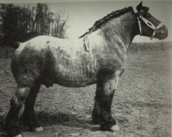 stallion Espoir de Quaregnon B.S. (Brabant/Belgian draft horse, 1925, from Avenir d'Herse)