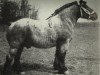 stallion Espoir de Quaregnon B.S. (Brabant/Belgian draft horse, 1925, from Avenir d'Herse)