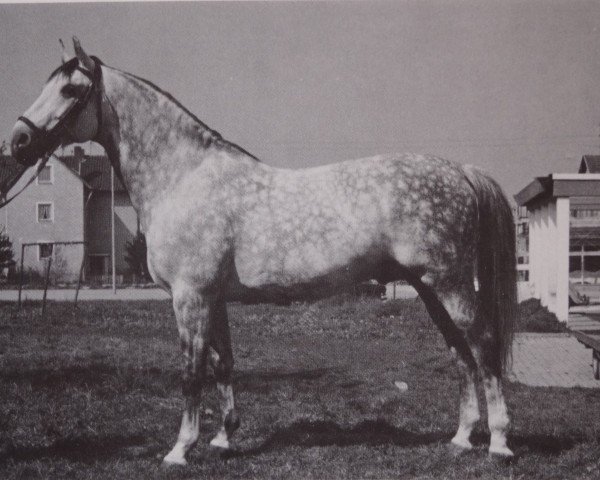 stallion Jod 1053 (Württemberger, 1963, from Julmond)