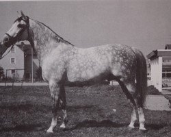 stallion Jod 1053 (Württemberger, 1963, from Julmond)