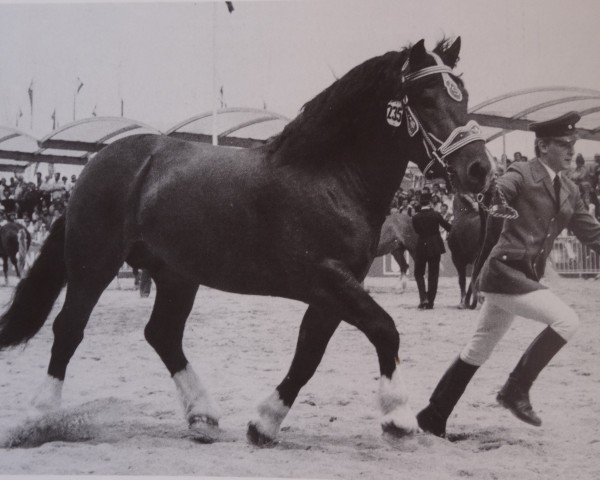 stallion Ramsach (South German draft horse, 1977, from Ragurtha)