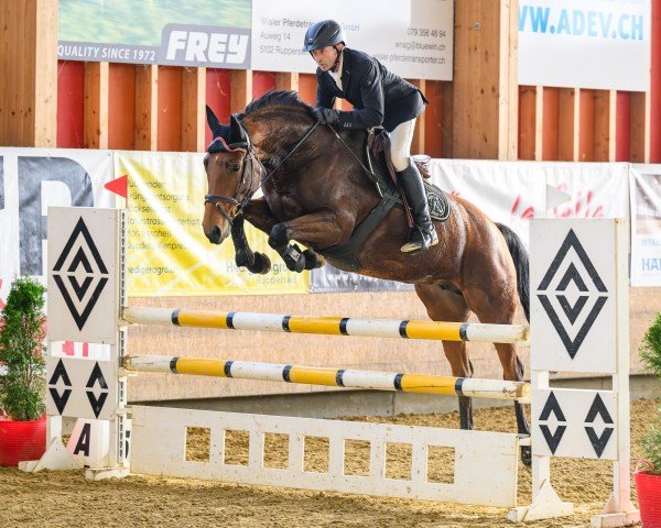 Springpferd Valenzia N CH (Schweizer Warmblut, 2019, von Virtuoso Semilly)