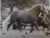 stallion Nektor (South German draft horse, 1990, from Nebel)