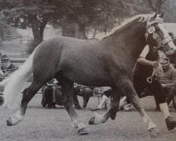 stallion Nektor (South German draft horse, 1990, from Nebel)