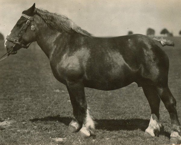 broodmare Olympia von Rosenhof RS 19691 (Rhenish-German Cold-Blood, 1920, from Zollern)