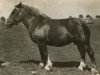 broodmare Olympia von Rosenhof RS 19691 (Rhenish-German Cold-Blood, 1920, from Zollern)