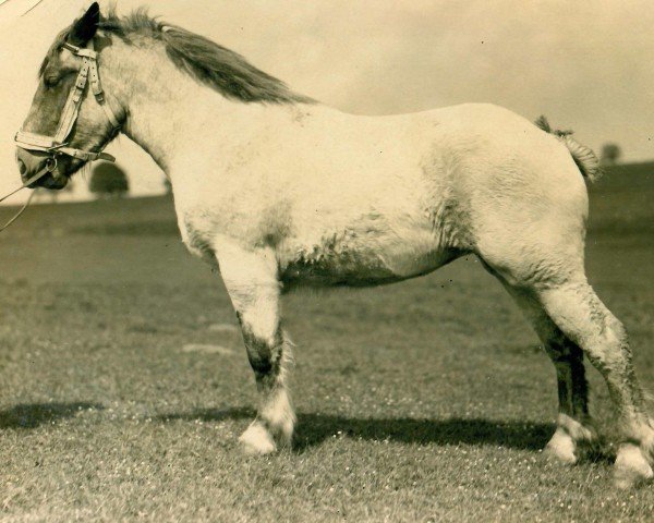 broodmare Suraja von Neulohoff (Rhenish-German Cold-Blood, 1925, from Tantalus II RS 882)