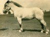 broodmare Suraja von Neulohoff (Rhenish-German Cold-Blood, 1925, from Tantalus II RS 882)