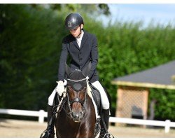 dressage horse Divine Dream (Rhinelander, 2012, from Demirel)