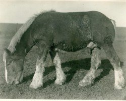 Deckhengst Urakus von Neulohoff (Rheinisch-Deutsches Kaltblut, 1934, von Uranos von Neulohoff RS 937)