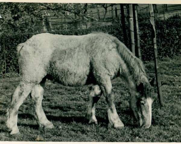 Pferd Uranos III von Neulohoff (Rheinisch-Deutsches Kaltblut, 1934, von Lotos RS Ldb Wi)