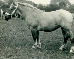 broodmare Halde von Neulohoff (Rhenish-German Cold-Blood, 1937, from Uranos III von Neulohoff)