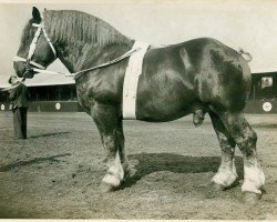 horse Burwald RS 997 (Rhenish-German Cold-Blood, 1931, from Urwald RS 936)