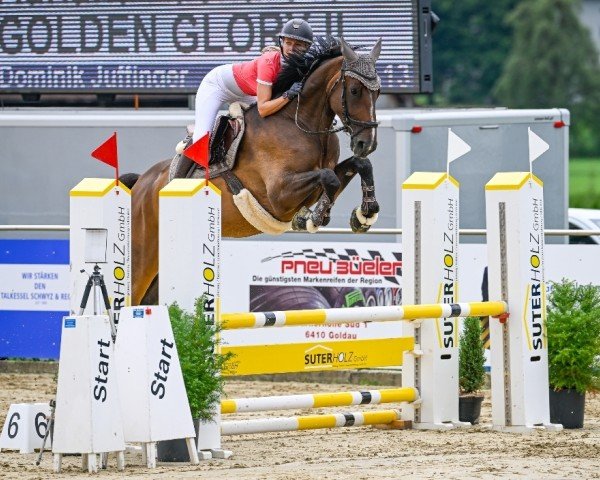 jumper Golden Glory II (Hanoverian, 2018, from Stakkato Gold)