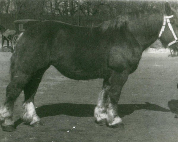 broodmare Lilo von Lohmannshof (Rhenish-German Cold-Blood, 1941, from Burwald RS 997)