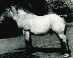 stallion Burgas von Lohmannshof (Rhenish-German Cold-Blood, 1941, from Burwald RS 997)