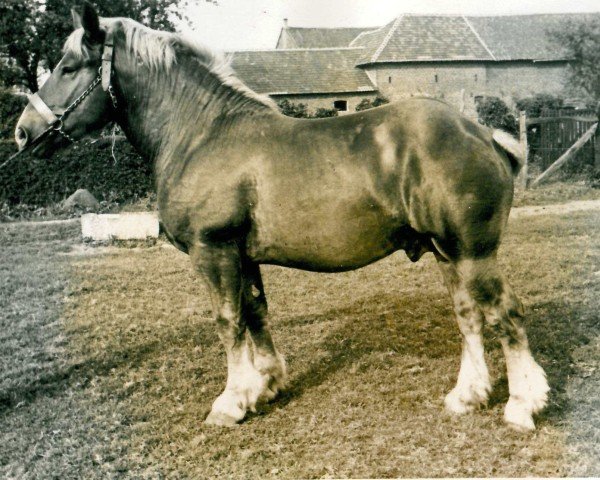 Deckhengst Burgmüller von Eickschenhof (Rheinisch-Deutsches Kaltblut, 1940, von Burwald RS 997)