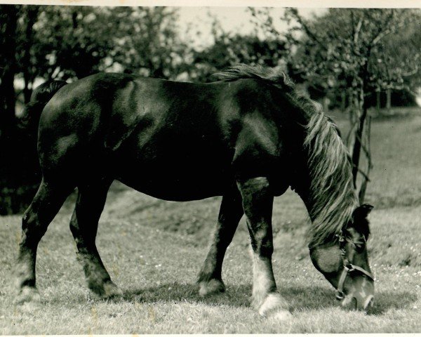 broodmare Otter von Hasselbeck (Rhenish-German Cold-Blood, 1921, from Zorn Ldb Wi.)