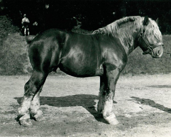 Deckhengst Laon von Hasselbeck (Rheinisch-Deutsches Kaltblut, 1935, von Burwald RS 997)