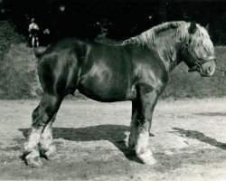 stallion Laon von Hasselbeck (Rhenish-German Cold-Blood, 1935, from Burwald RS 997)