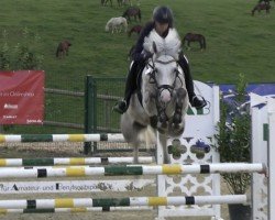 jumper Simply the Best 43 (Belgian Warmblood, 2018, from Shadowfax 111)