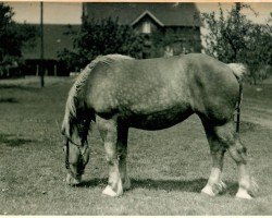 broodmare Cantine von Hasselbeck (Rhenish-German Cold-Blood, 1933, from Tannhäuser von Hückelrathshof Ldb.)