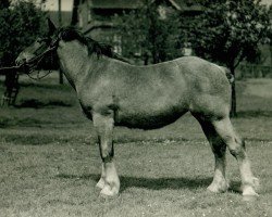 broodmare Diana von Hasselbeck (Rhenish-German Cold-Blood, 1934, from Tannhäuser von Hückelrathshof Ldb.)